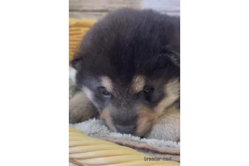 成約済の静岡県の柴犬-216224の2枚目